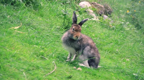 Brown rabbit Stock Footage 27452965