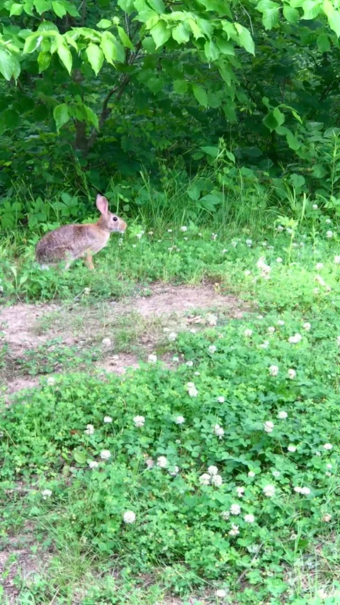 Brown Rabbit Stock Footage 168899117