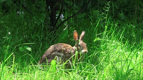 Brown Rabbit Stock Footage 313207575