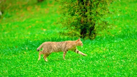 Brown rabbit grazing in green grass Stock-Footage 333498908