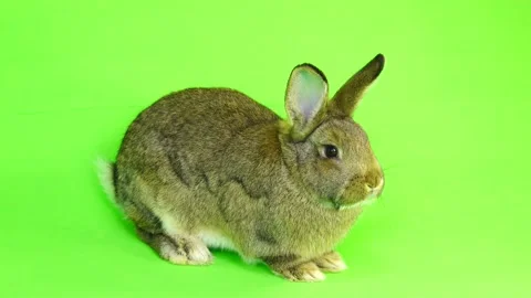 Brown  rabbit  on green screen (three months old) studio shot Stock Footage 89604278