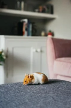 Brown rabbit on grey sofa Stock-Fotos