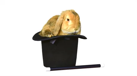 Brown rabbit inside a top hat, and a magic wand on white background HD Stock-Footage 46508533
