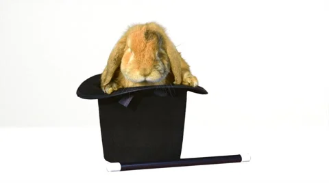 Brown rabbit inside a top hat, and a magic wand on white background HD 動画素材 46509108