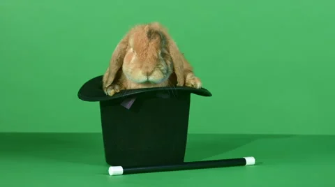 Brown rabbit inside a top hat, and a magic wand on green screen background HD Video stock 46509720