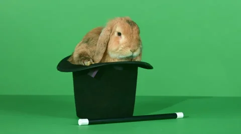 Brown rabbit inside a top hat, and a magic wand on green screen background HD 動画素材 46509964