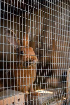 Brown Rabbit Inside a Wire Mesh Cage with Brick and Wooden Elements Stock Photos