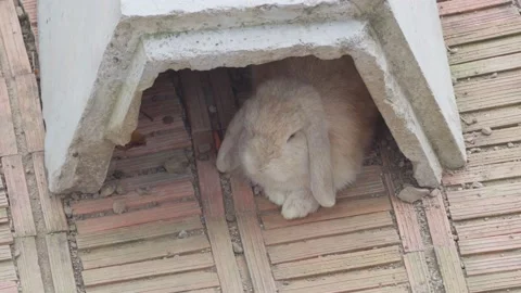 A brown rabbit with long ears rests and hides in a concrete tunnel inside a larg Stock Footage 230579209