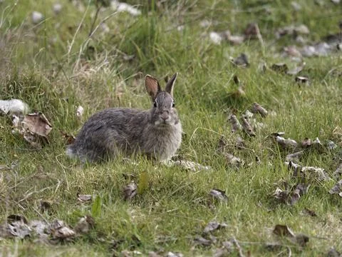Brown rabbit  in a meadow Stock Photos