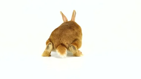 Brown rabbit is moves around on a white screen (six months old) Stock Footage 86743722