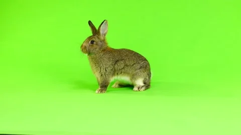Brown  rabbit  moves  isolated on green screen (three months old) studio shot Stock Footage