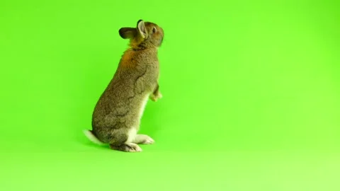 Brown  rabbit  moves  isolated on green screen (three months old) studio shot Stock Footage 89682704