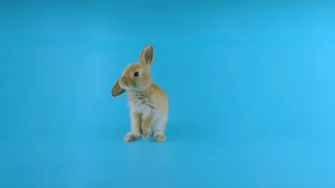 Brown rabbit with one ear down, stands up on two legs, sniffing, looking around Stock Footage 101891737