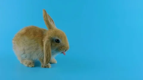 Brown rabbit with one ear down, shows tongue, looking at camera, sniffing Stock Footage 101891813