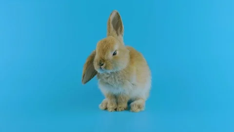 Brown rabbit with one ear down, washing itself, shows tongue Stock Footage 102087268