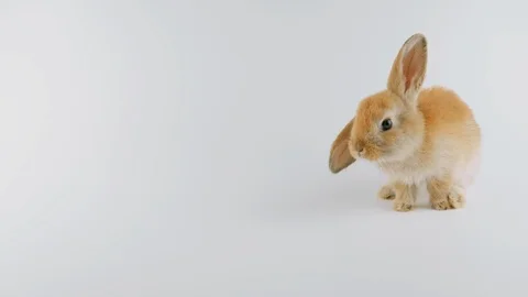 Brown rabbit with one ear down, sitting, sniffing, walking to the left Stock Footage 102493594