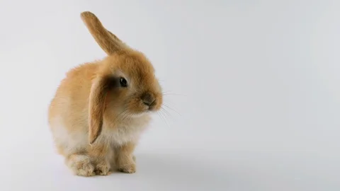 Brown rabbit with one ear down, sitting, sniffing, right side copy space Stock Footage