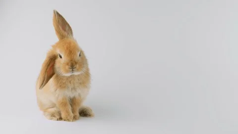 Brown rabbit with one ear down, sitting, sniffing, looking at camera Stock Footage 102494060