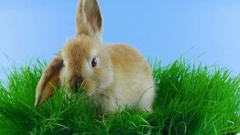 Brown rabbit with one ear down, sitting in the green grass, shows tongue Stock Footage 104866672