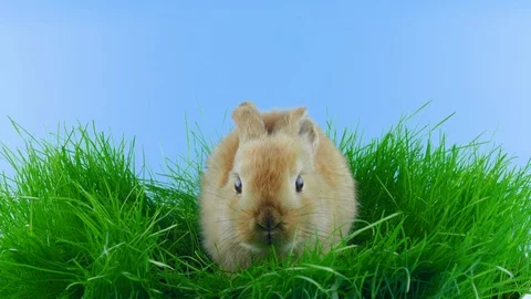 Brown rabbit with one ear down, looking around, sniffing Stock Footage 104866876