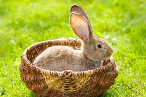 Brown rabbit Stock Photos
