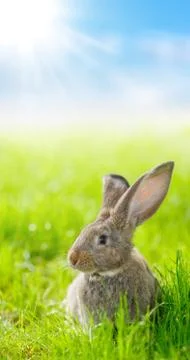 Brown rabbit Foto stock