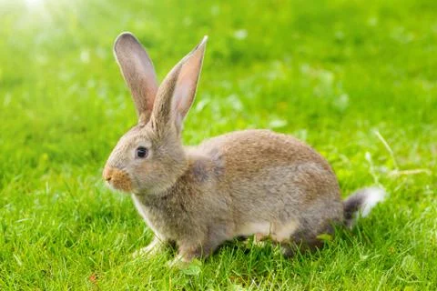 Brown rabbit Stock Photos