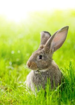 Brown rabbit Foto stock