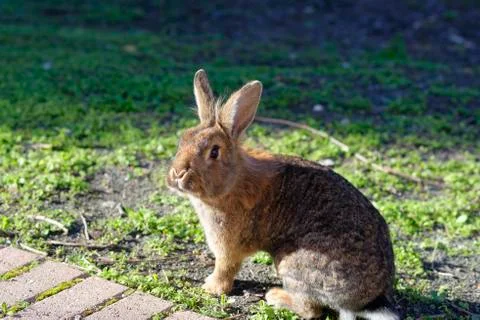 Brown rabbit Stock Photos