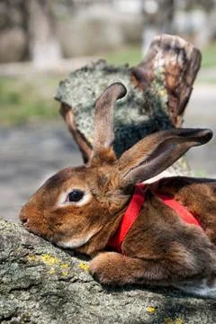 Brown rabbit Stock Photos