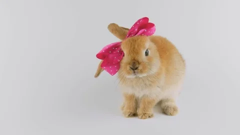 Brown rabbit with pink bow, sitting, sniffing, shakes, looking around Stock Footage 103132115