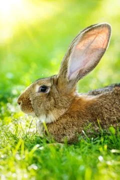 Brown rabbit portrait Foto stock