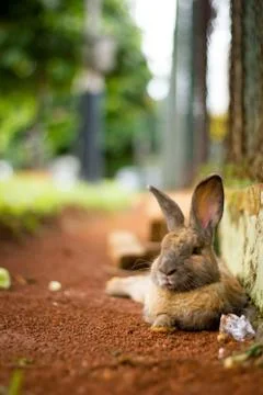 Brown rabbit on relax Stock Photos