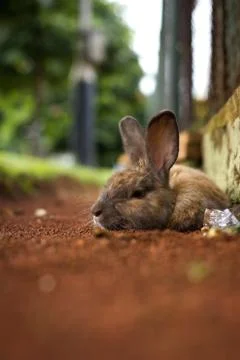 Brown rabbit on relax Stock Photos