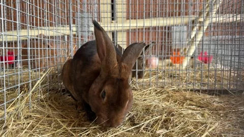 Brown Rabbit Relaxes in Hay in its Cage Stock Footage 281661606