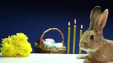 Brown rabbit resting next to the Easter basket with eggs and yellow flowers 動画素材 73015558