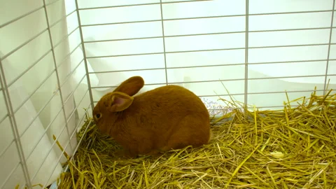 A brown rabbit resting on straw inside a cage. Stock Footage 318619866