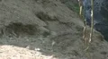 A brown rabbit routing for his den HD Footage