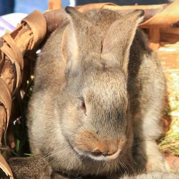 Brown rabbit in rustic basket close up outdoors. Stock Photos