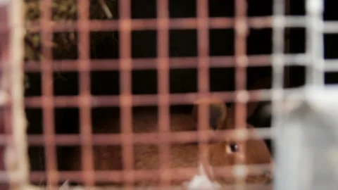 Brown Rabbit Rustles the Air Through the Bars of the Cage Stock Footage 260471914