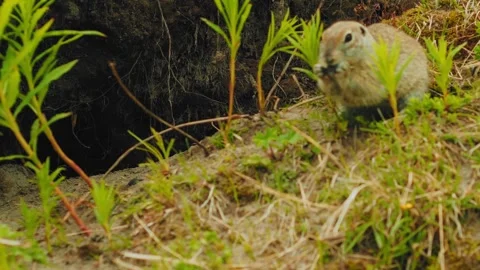 Brown rabbit is seen foraging and moving among fresh green plants near its Stockbeeldmateriaal 312463927