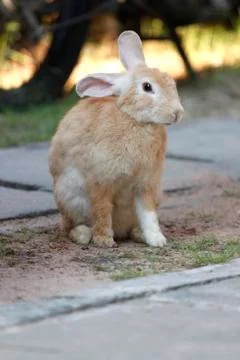 The brown rabbit is sit. Foto stock