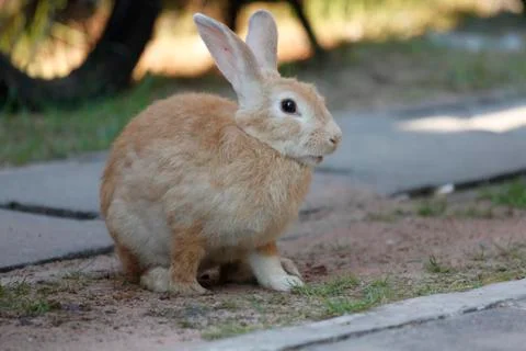 The brown rabbit is sit. Stock Photos