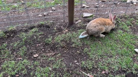 A brown rabbit sits on the grass by a wire fence, a cute rabbit  Vídeo Stock 337553100