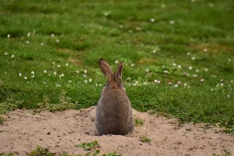 Brown rabbit sits on sand besides a green lawn Stock Photos