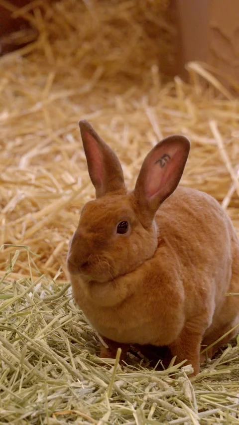 Brown rabbit sits in straw Stock Footage 331445126