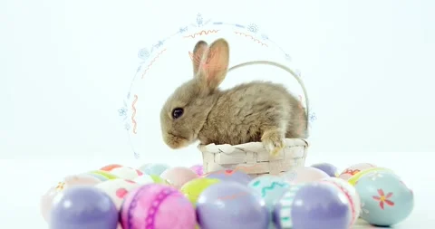 Brown rabbit sitting in basket, seeing pastel eggs, sniffing, pushing rim, Stock Footage 330888222