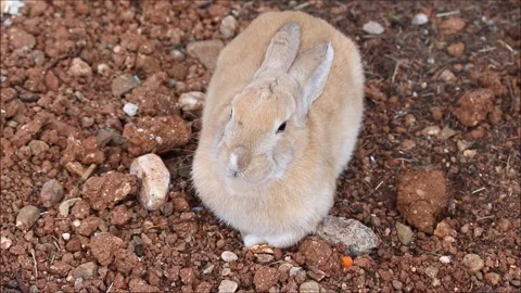 Brown rabbit sitting in the garden Stock Footage 163234419
