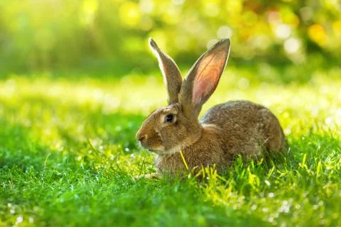 Brown rabbit sitting in grass Stock Photos
