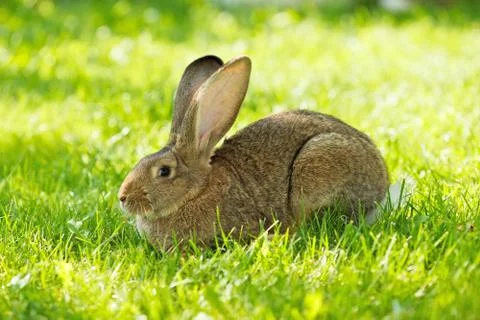Brown rabbit sitting in grass Stock Photos
